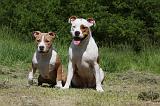 AMSTAFF  ADULT & PUPPIES 061